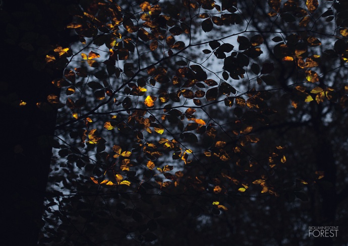 Burning_Leaves