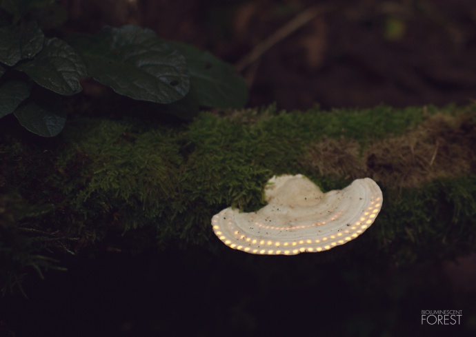 Ufo_Mushroom