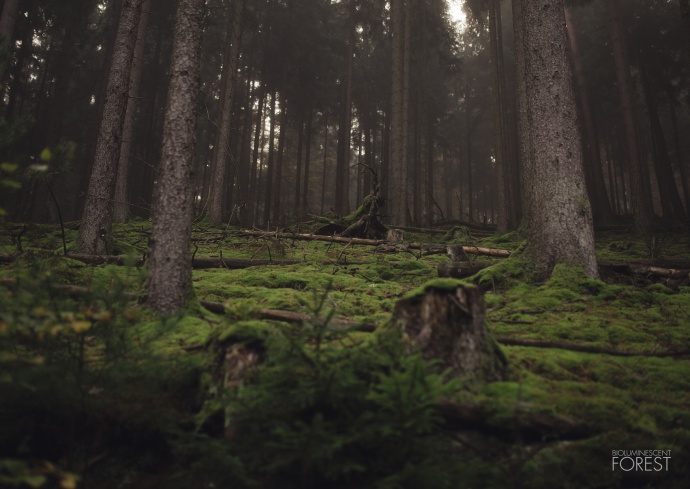 moss_forest