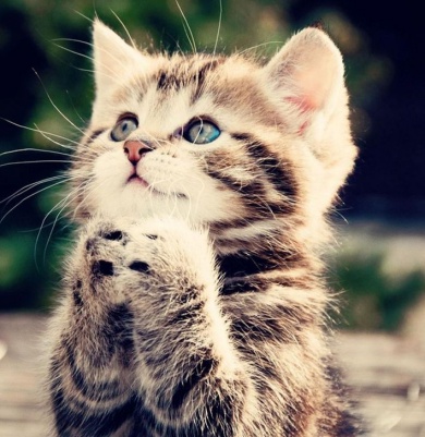 Cute-cat-pray-to-god-please-help-me