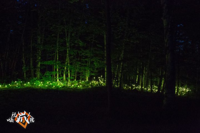 TIFF-FORESTA-LUMINA-4